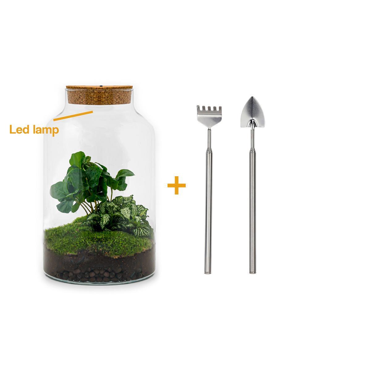 DIY terrarium - Milky Coffea met lamp - ↑ 31 cm + Rake + Shovel