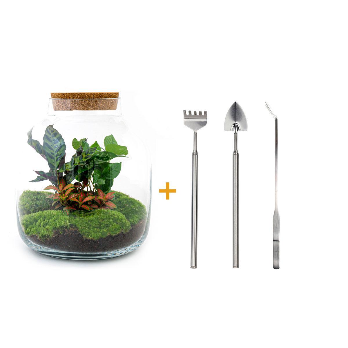 DIY terrarium - Billie Botanical - ↑ 30 cm + Rake + Shovel + Tweezer