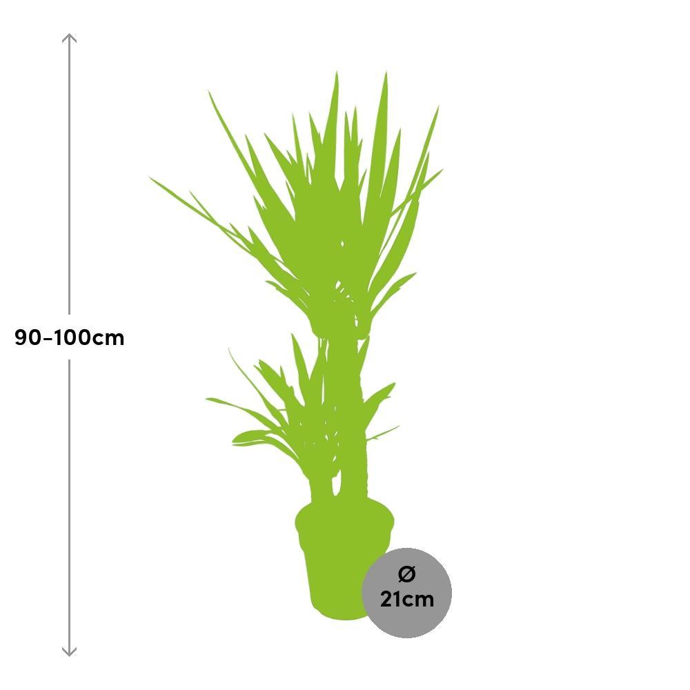 Ø21cm - ↕100cm