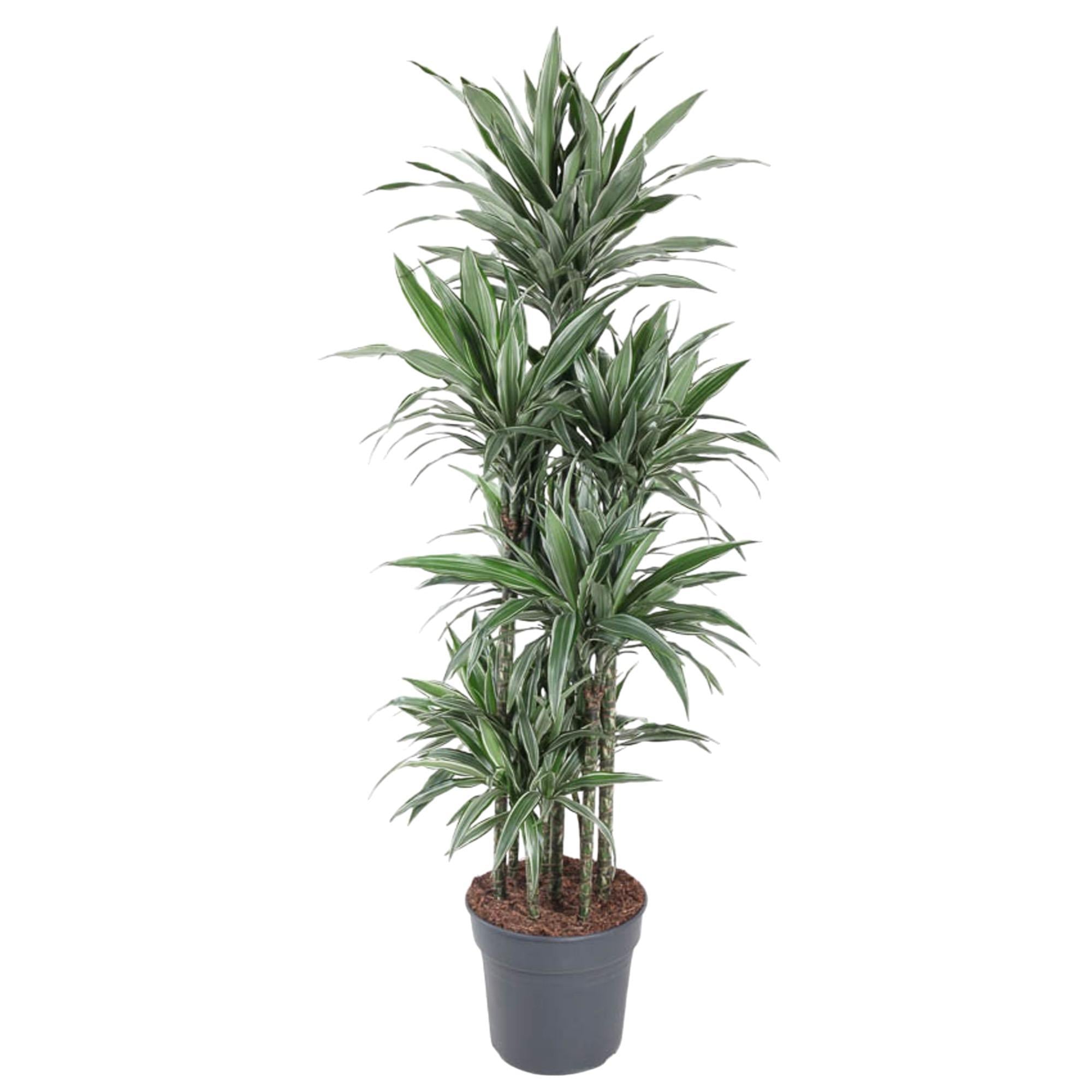 Dracaena Warneckei Carrousel - 180 cm - ø34