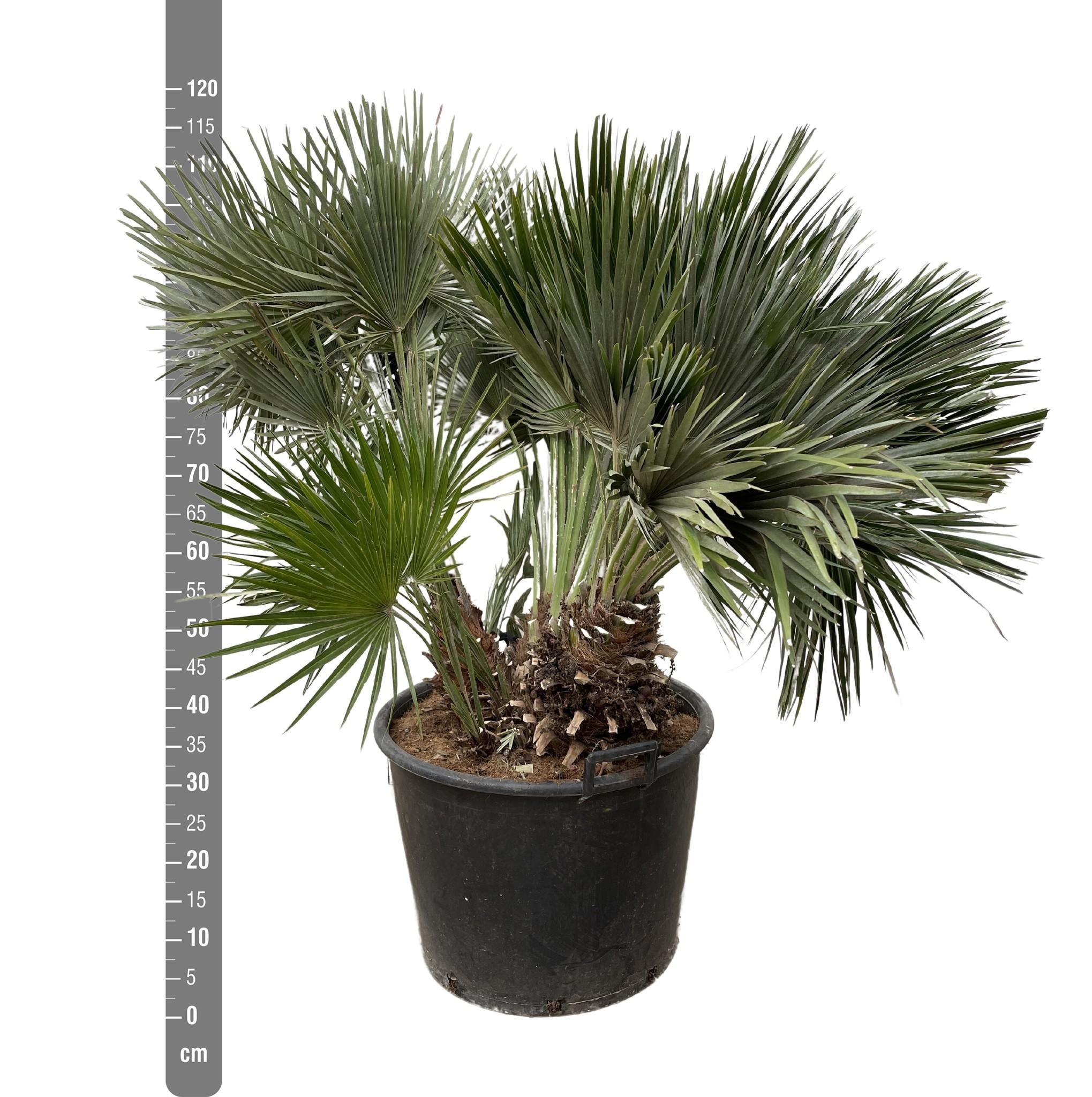 Chamaerops Humilis compact - 120cm - ø80