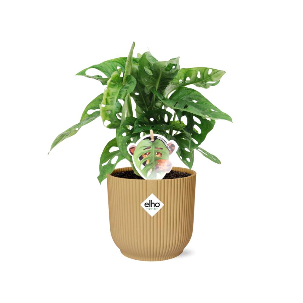 Monstera ‘Monkey Leaf’ in ELHO Vibes Fold 14cm geel