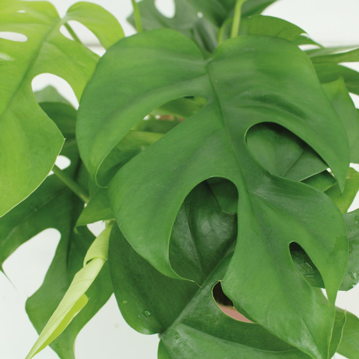 2x Kokodama Monstera Minima Hang - Gatenplant - 25cm - ø15