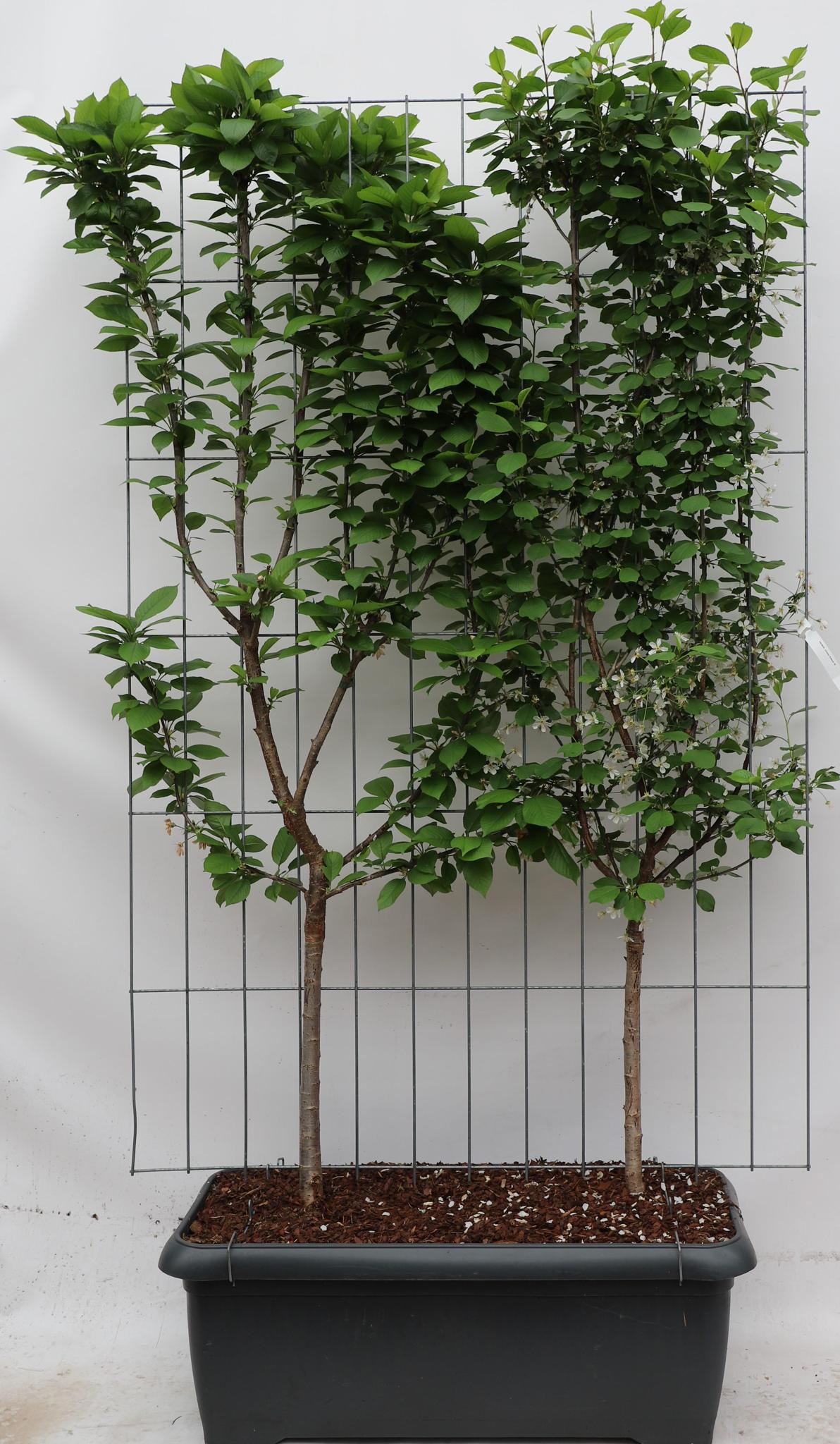 Prunus avium 'Duo-kers' - ↨180cm - 3 stuks