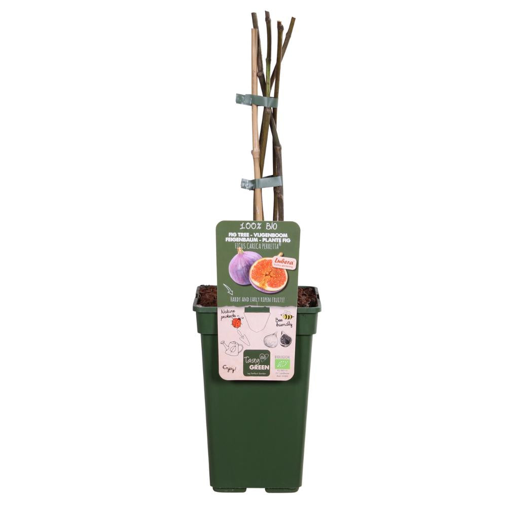 Ficus Gustissimo® Perretta® - ↨50cm - Ø19