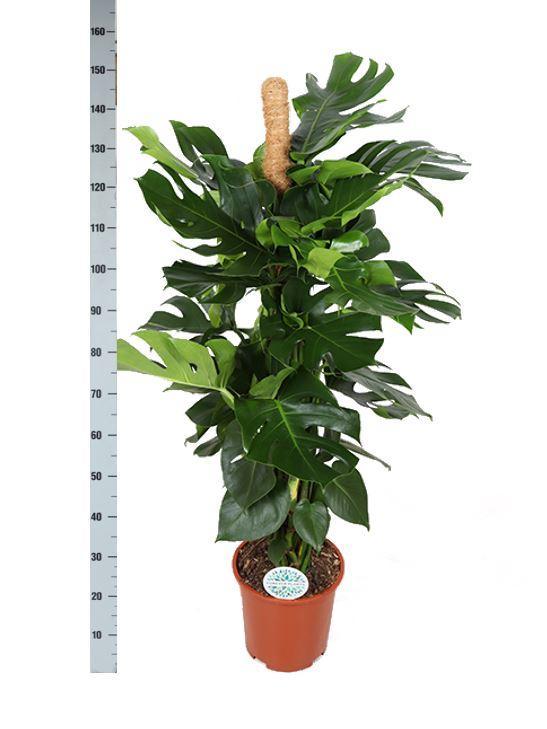 Monstera Deliciosa MOSSTOK Ø27cm ↕150cm in Boule ANTRACIET pot