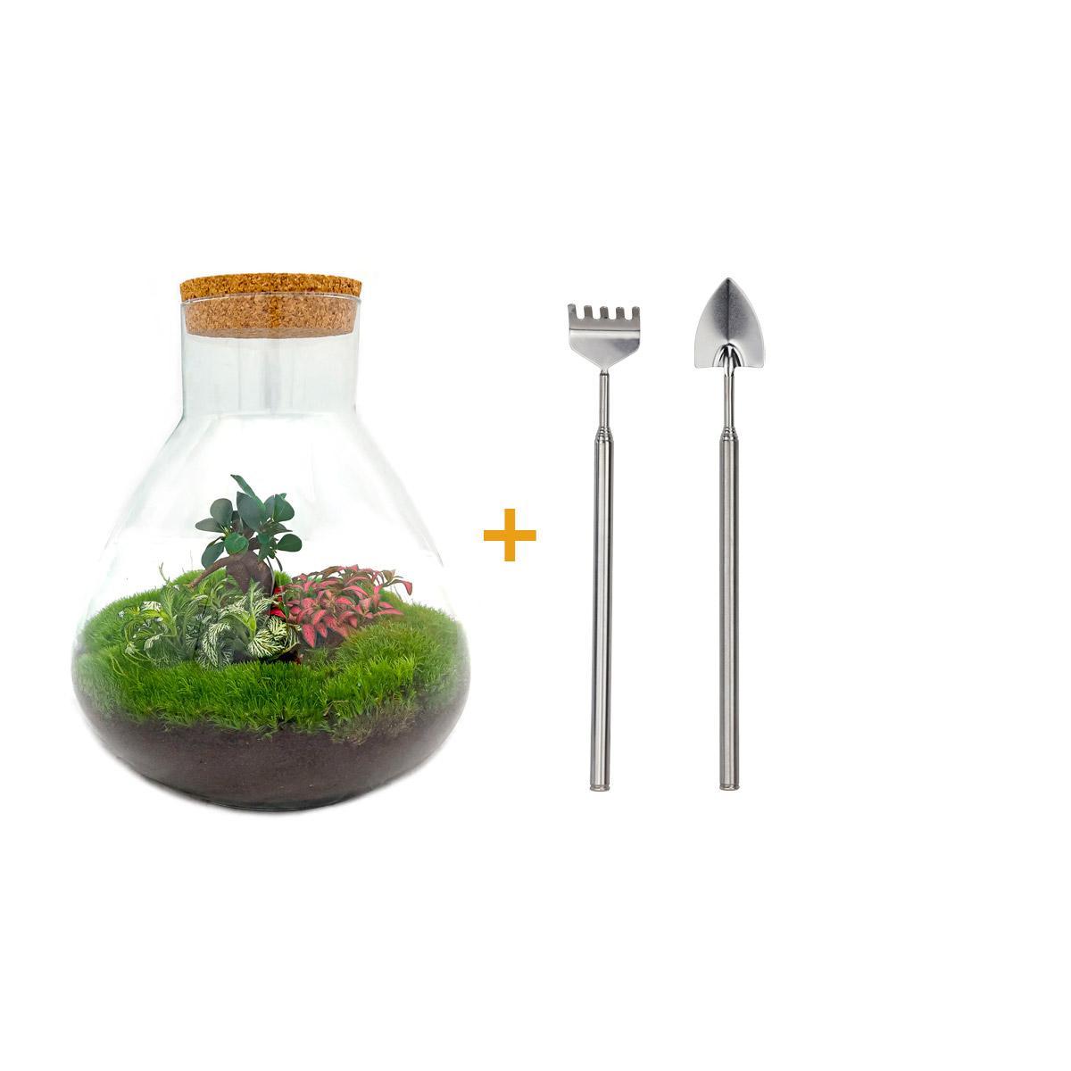 DIY terrarium - Sam XL Bonsai - ↑ 35 cm + Rake + Shovel