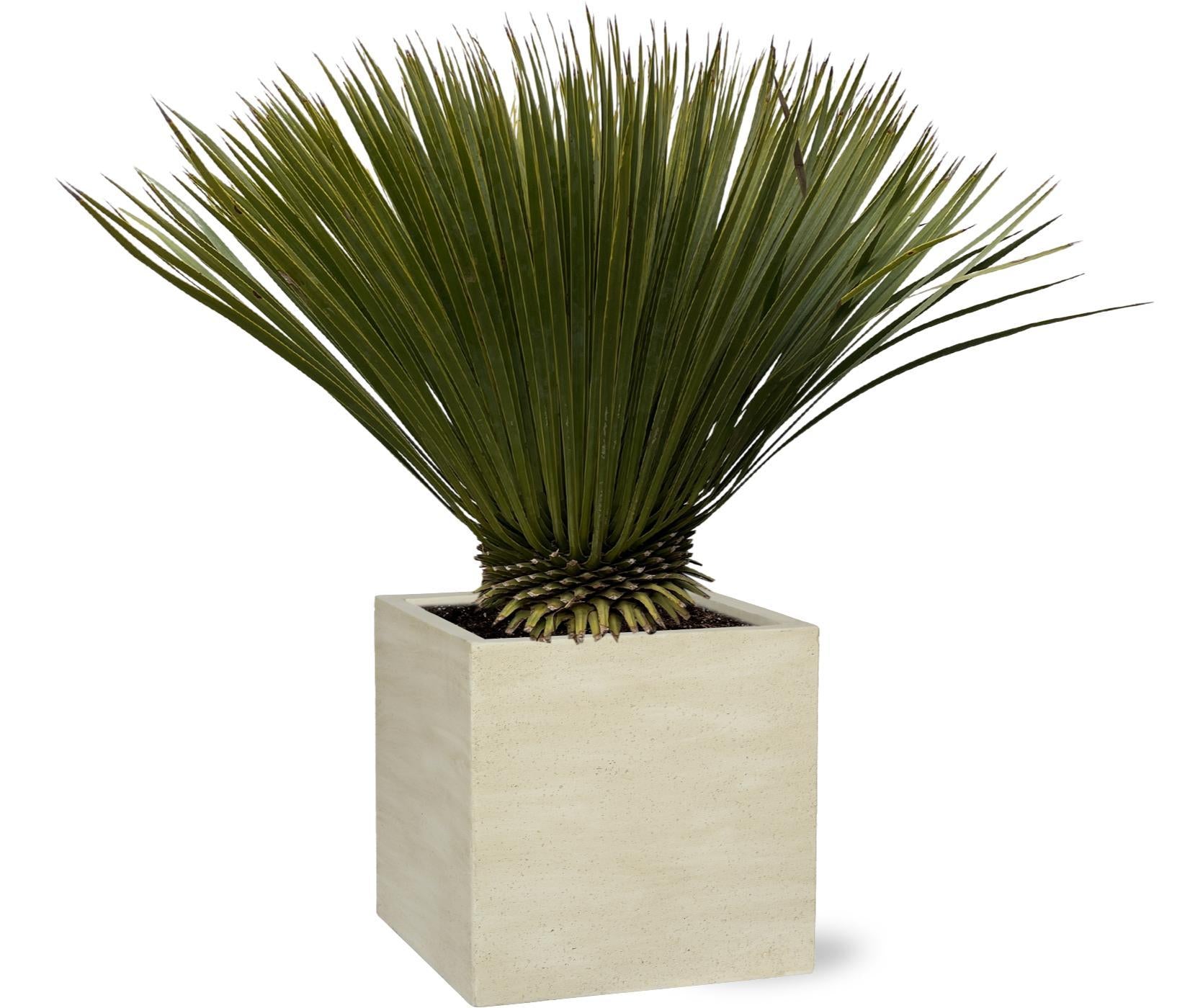 Yucca Rostrata - 90cm- Ø30