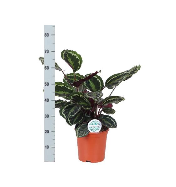 Calathea Medaillon Ø21cm - ↕70cm in Boule ANTRACIET