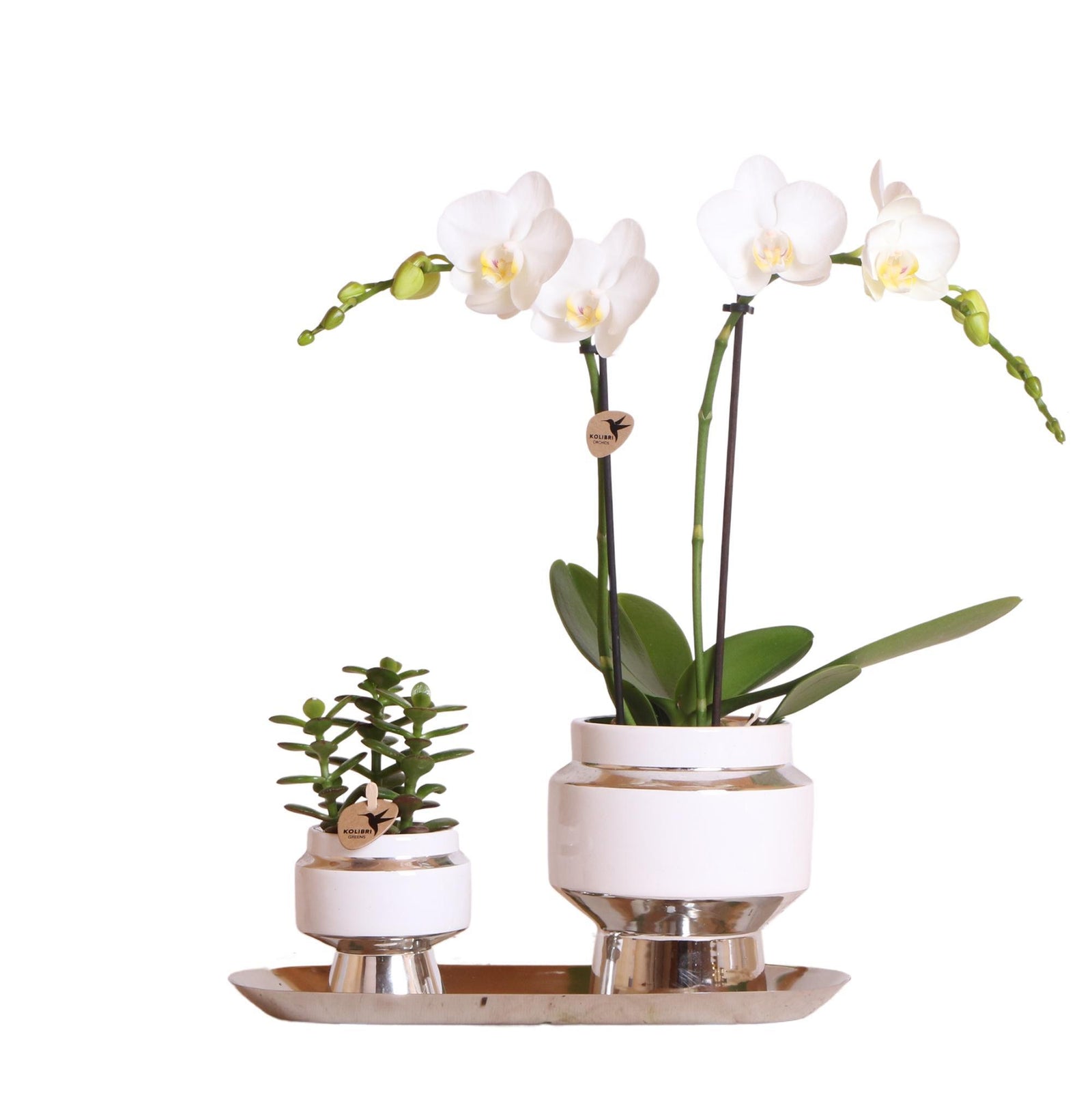 Kolibri Company - Set van witte orchidee en Succulent op zilveren dienblad - vers van de kweker