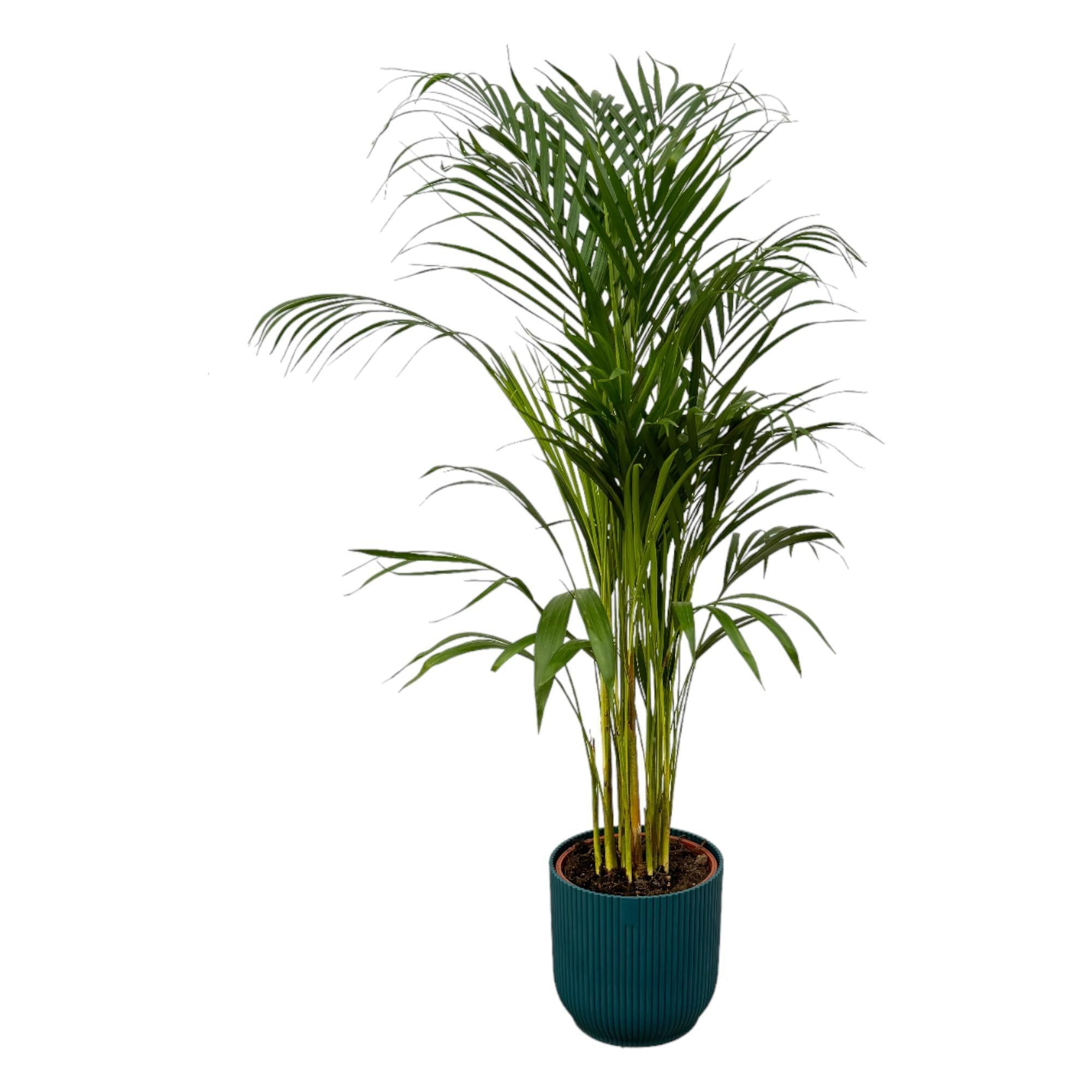 Areca palm - ↨110cm - Ø21cm inclusief elho Vibes Fold Round blauw D22xH20