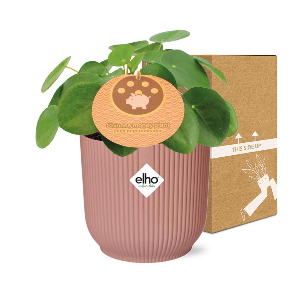 Pilea Peperomioides 12cm in ELHO Vibes Fold 14cm roze