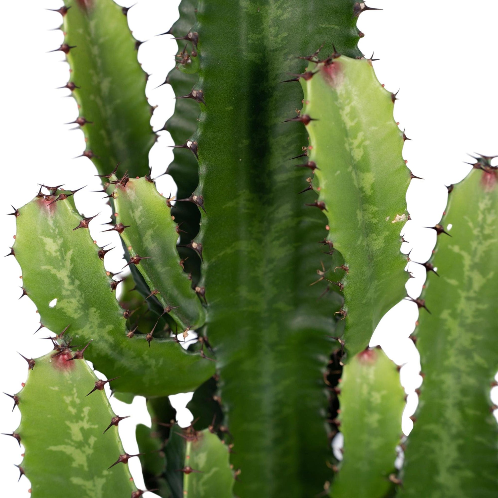 Euphorbia Inges Acruensis - Cactus - 90cm - Ø24