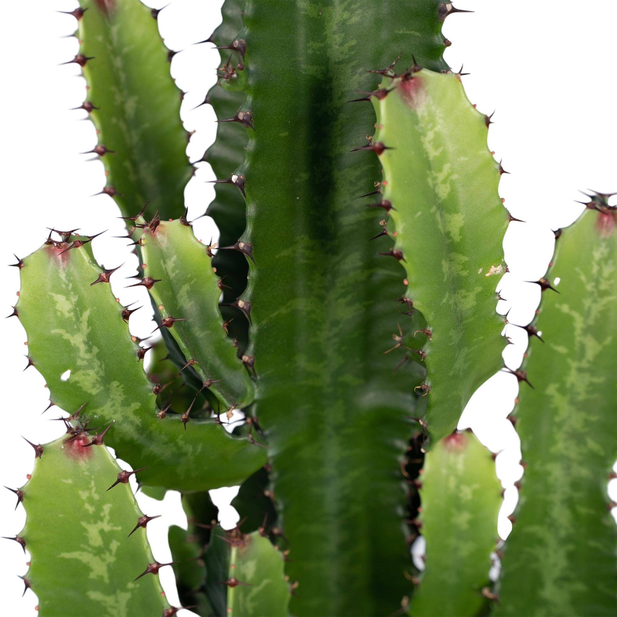 Euphorbia Inges Acruensis - Cactus - 90cm - Ø24