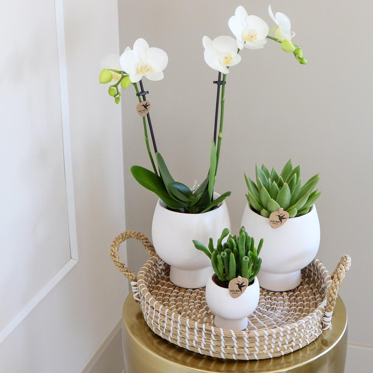 Kolibri Company | Gift set Scandic white | Plantenset met witte Phalaenopsis Orchidee en Succulenten incl. keramieken sierpotten