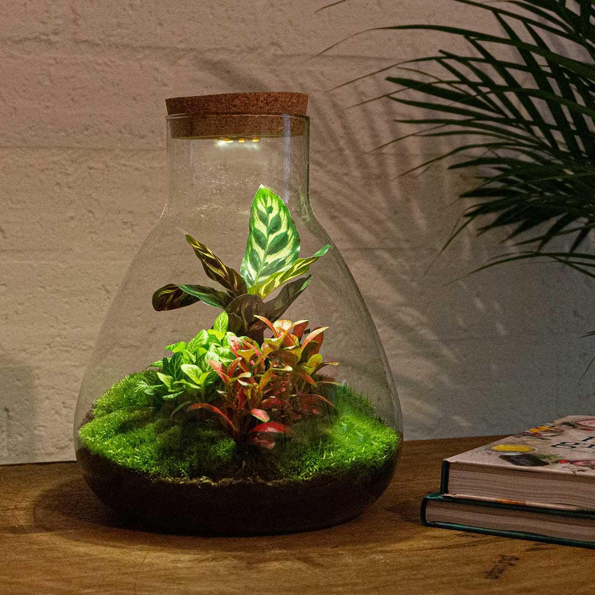 DIY terrarium - Sam Calathea with Light - ↑ 30 cm + Rake + Shovel + Tweezer