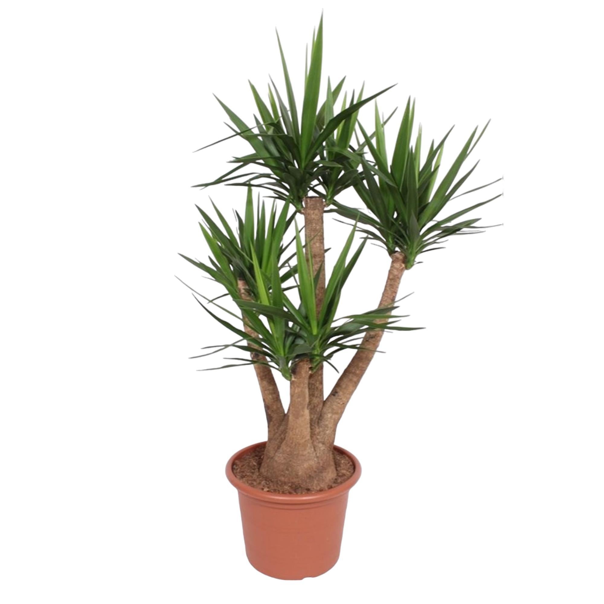 Yucca Elephantipes vertakt - 170 cm - ø45