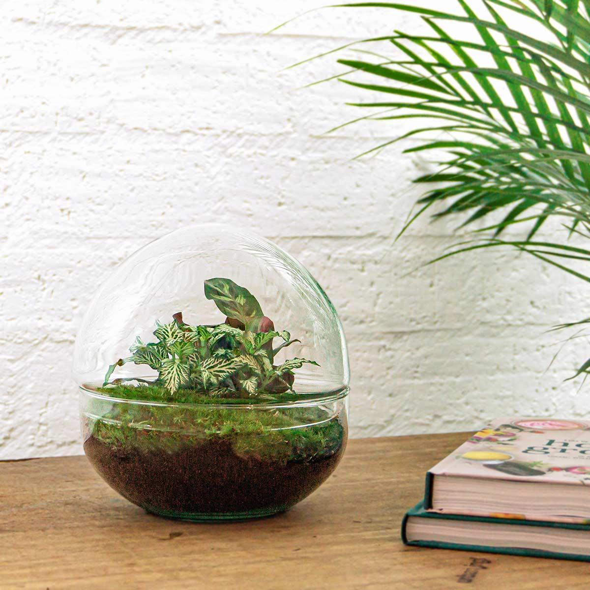 DIY terrarium - Dome - ↑ 20 cm + Rake + Shovel + Tweezer