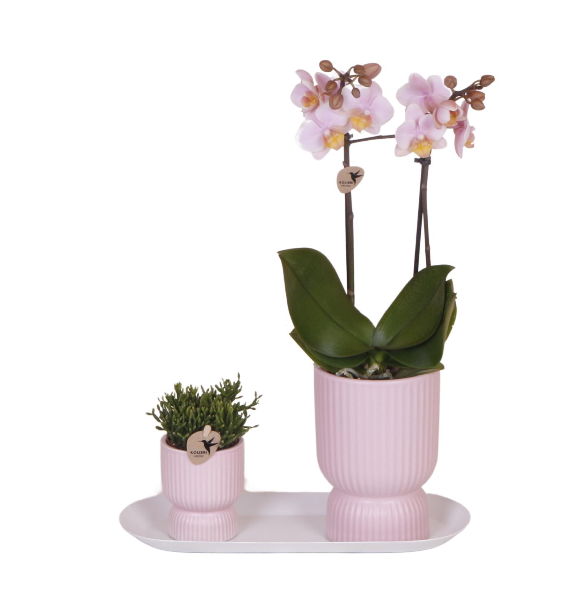 Kolibri Orchids | Plantenset Floral Blush pink small| Groene planten met Phalaenopsis orchidee in Floral Blush pink sierpotten en wit dienblad