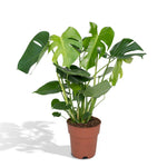 Ø19cm - ↕60cm