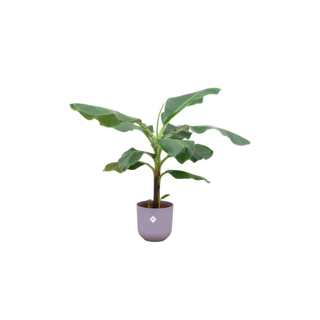 Combi deal - Bananenplant (Musa) inclusief elho Jazz Round lila Ø23 - 100 cm