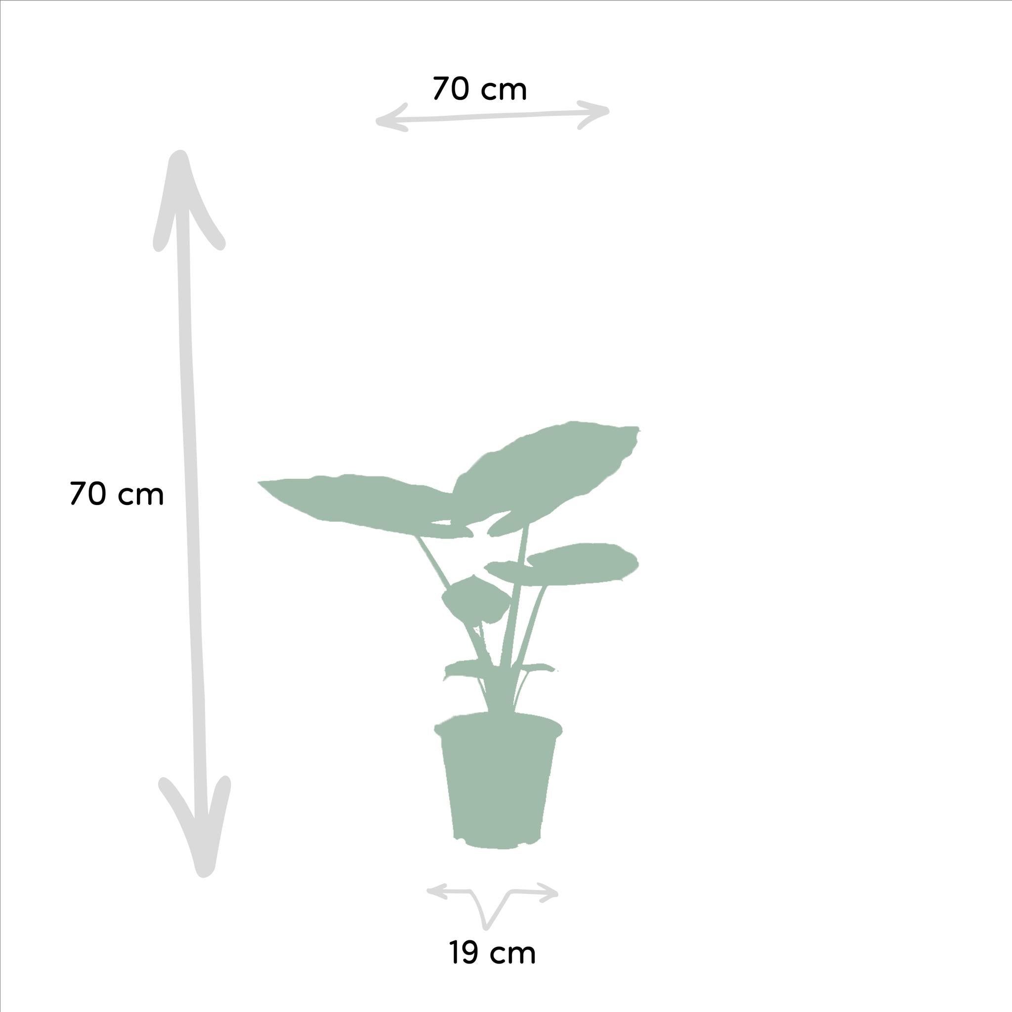 Strelitzia Nicolai - ↨85cm - Ø19cm + Alocasia Macrorrhiza - ↨70cm - Ø19cm