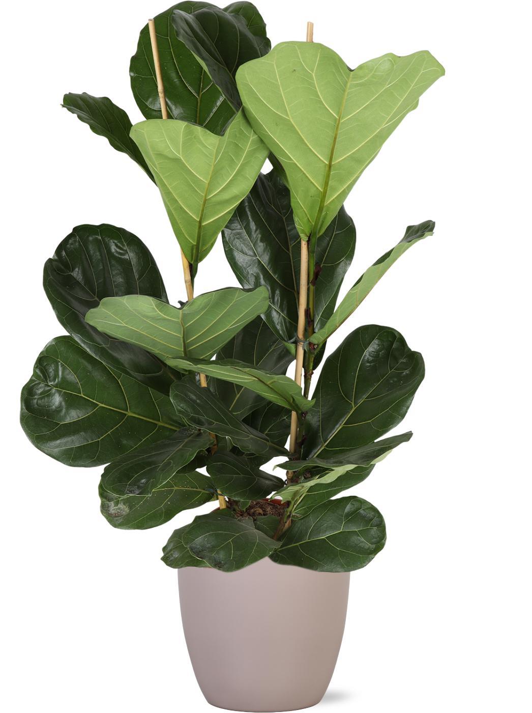 Ficus Lyrata - Ø24cm - ↕120cm in Boule TAUPE pot