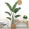 Strelitzia Augusta - 180cm - ⌀30