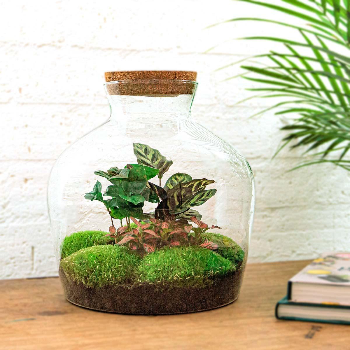 DIY terrarium - Fat Joe Coffea - ↑ 30 cm + Rake + Shovel + Tweezer + Scissors