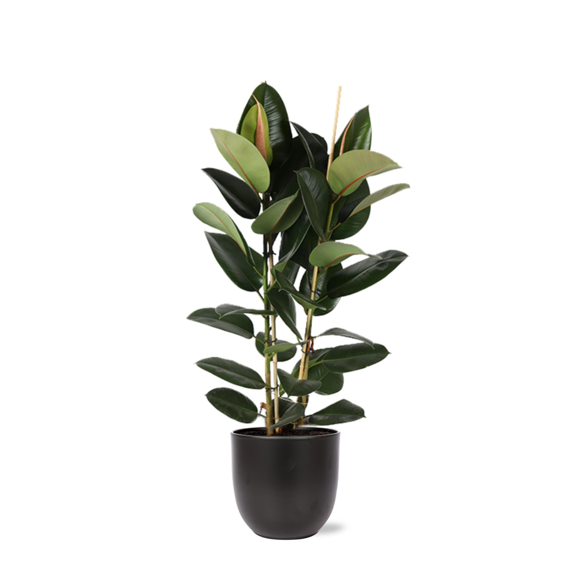 Ficus Elastica Robusta Ø24cm - ↕110cm in Boule ANTRACIET pot