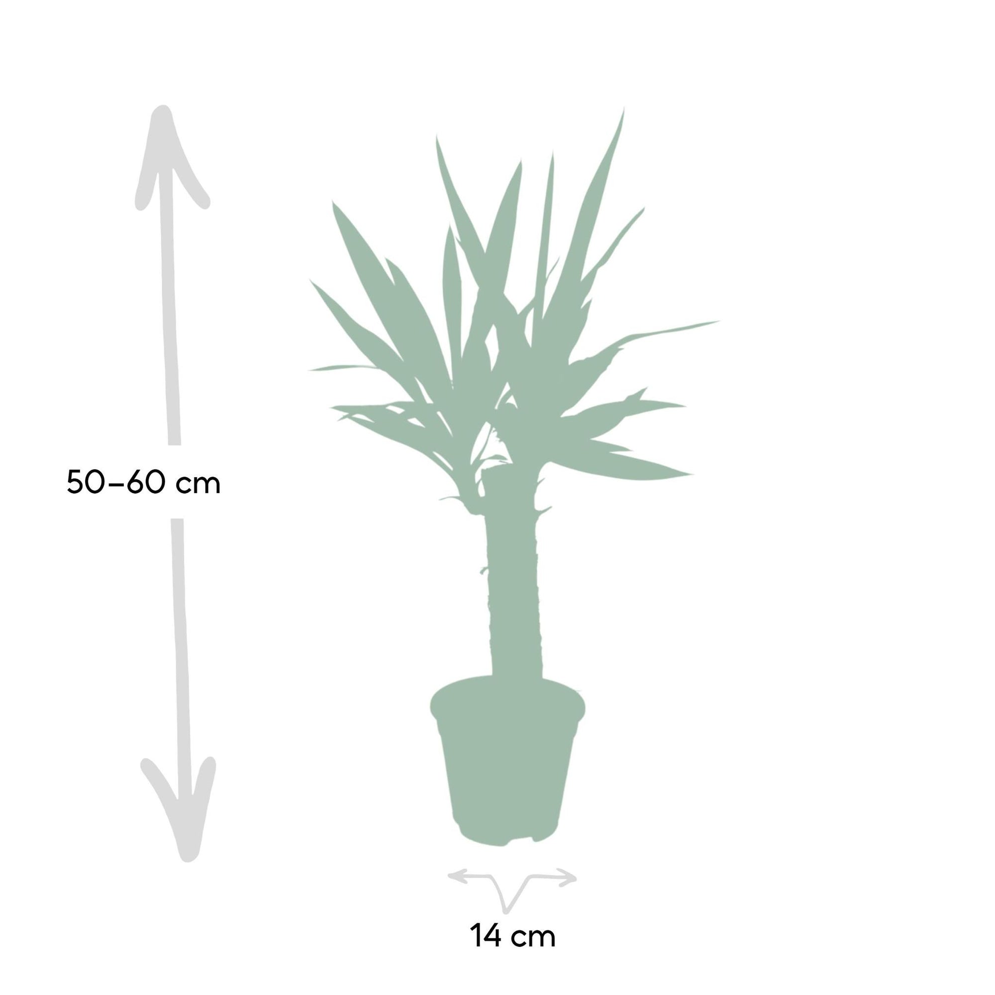 Yucca Elephantipes - Palmlelie - 40cm - Ø14