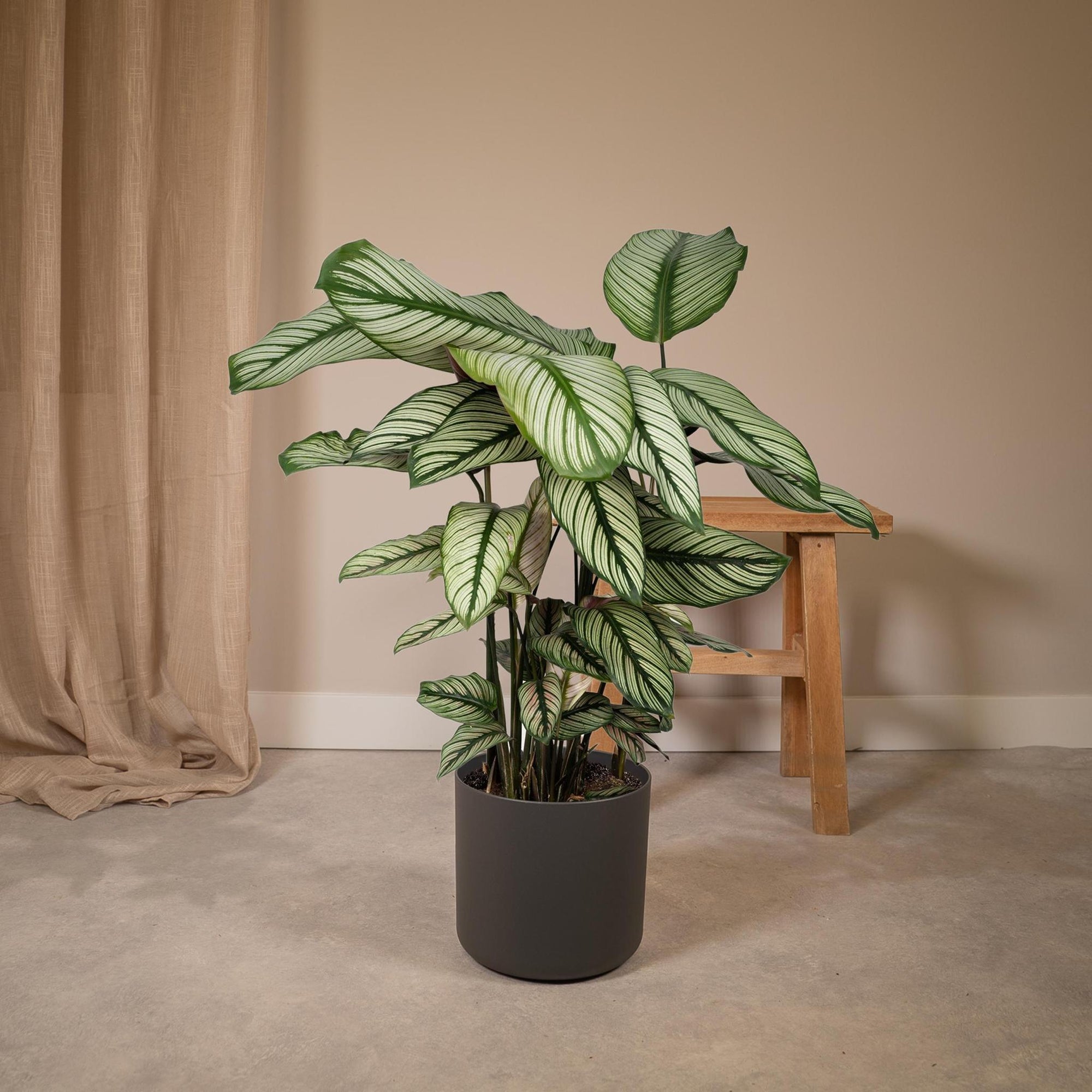 Calathea Whitestar - Pauwenplant - 50cm - Ø19