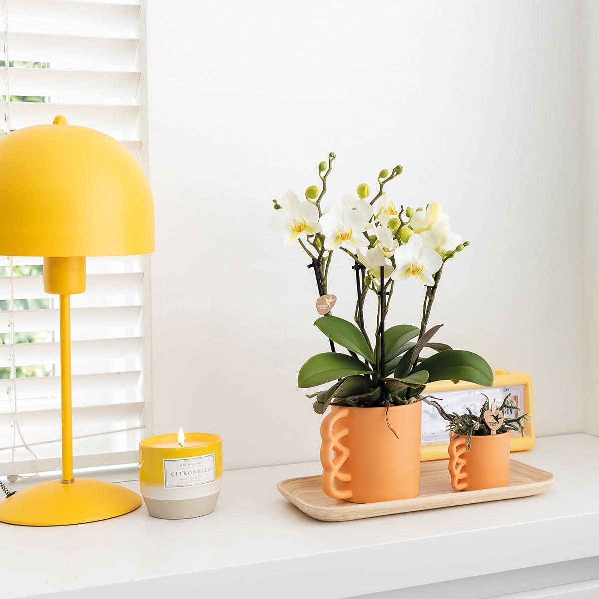 Kolibri Orchids | Plantenset Optimisme peach small| Groene planten met witte Phalaenopsis orchidee in Optimism peach sierpotten en bamboe dienblad