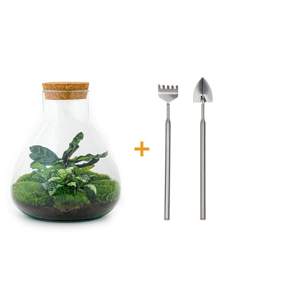 DIY terrarium - Sammie - ↑ 27 cm