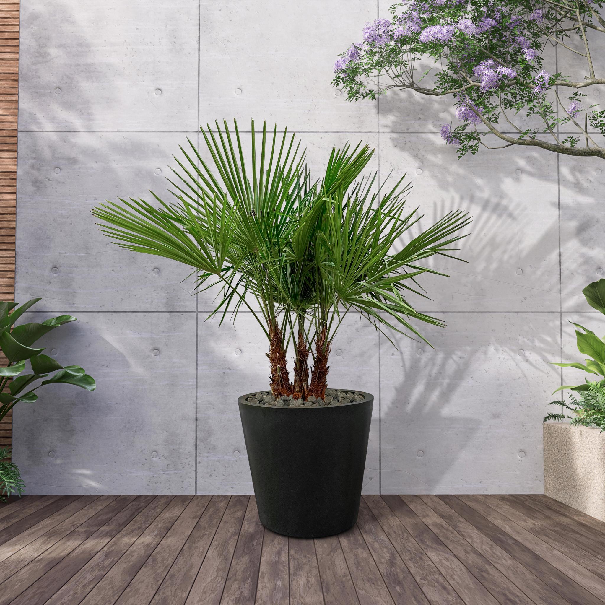 Trachycarpus multi stam - 180cm- Ø45