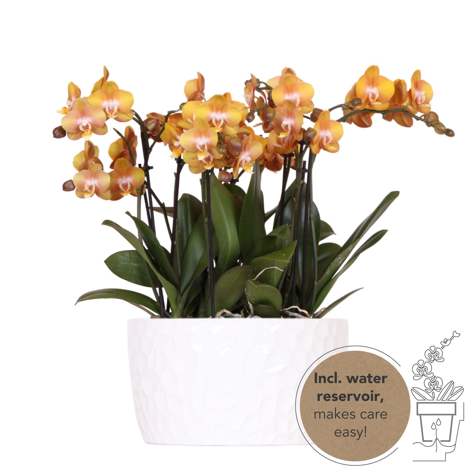 Kolibri Orchids | oranje orchideeënset in Honey dish incl. waterreservoir | drie oranje orchideeën Las Vegas12cm | Mono Bouquet wit met zelfvoorzienend waterreservoir
