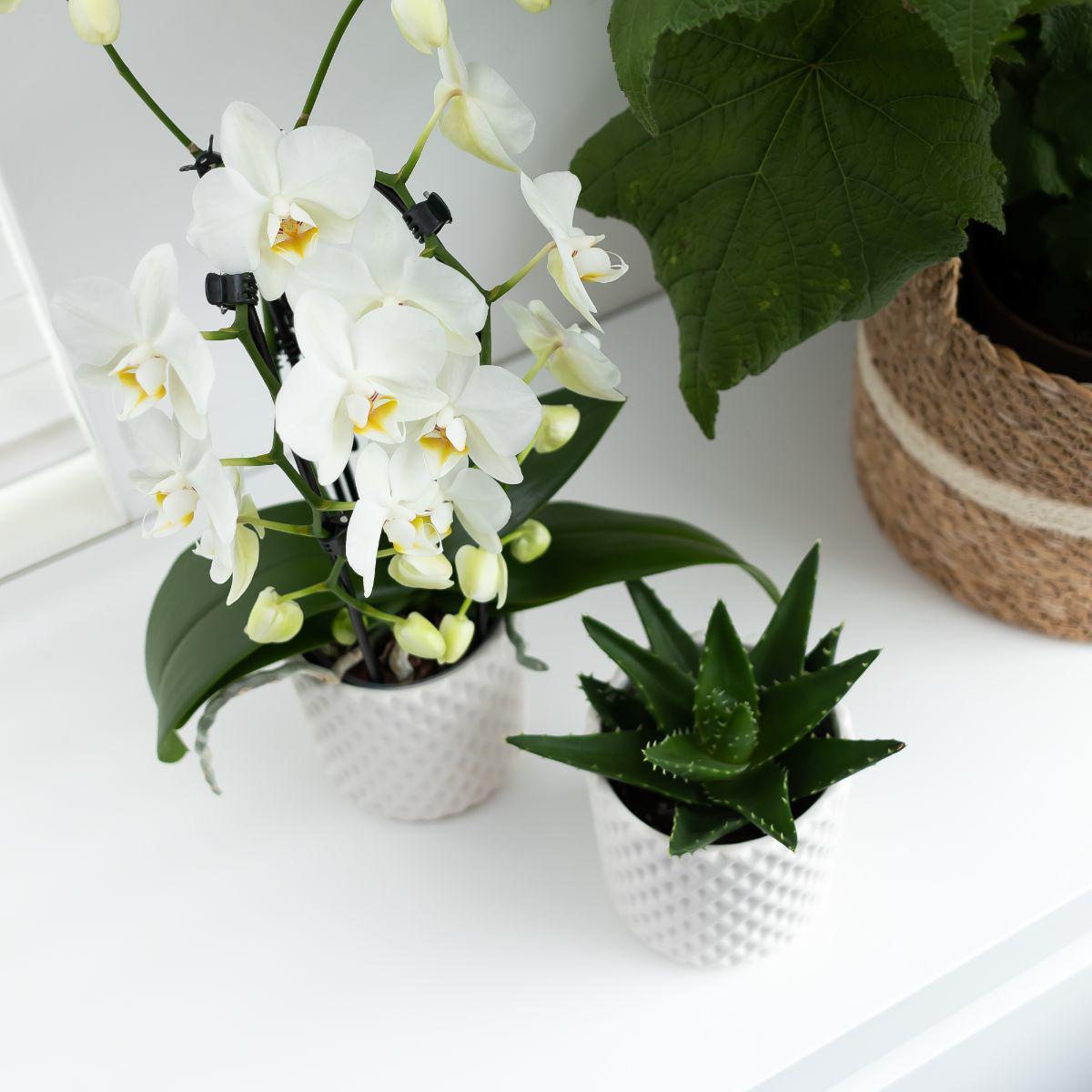 Kolibri Orchids | witte Phalaenopsis orchidee - Niagara Fall  - potmaat Ø12cm | bloeiende kamerplant - vers van de kweker