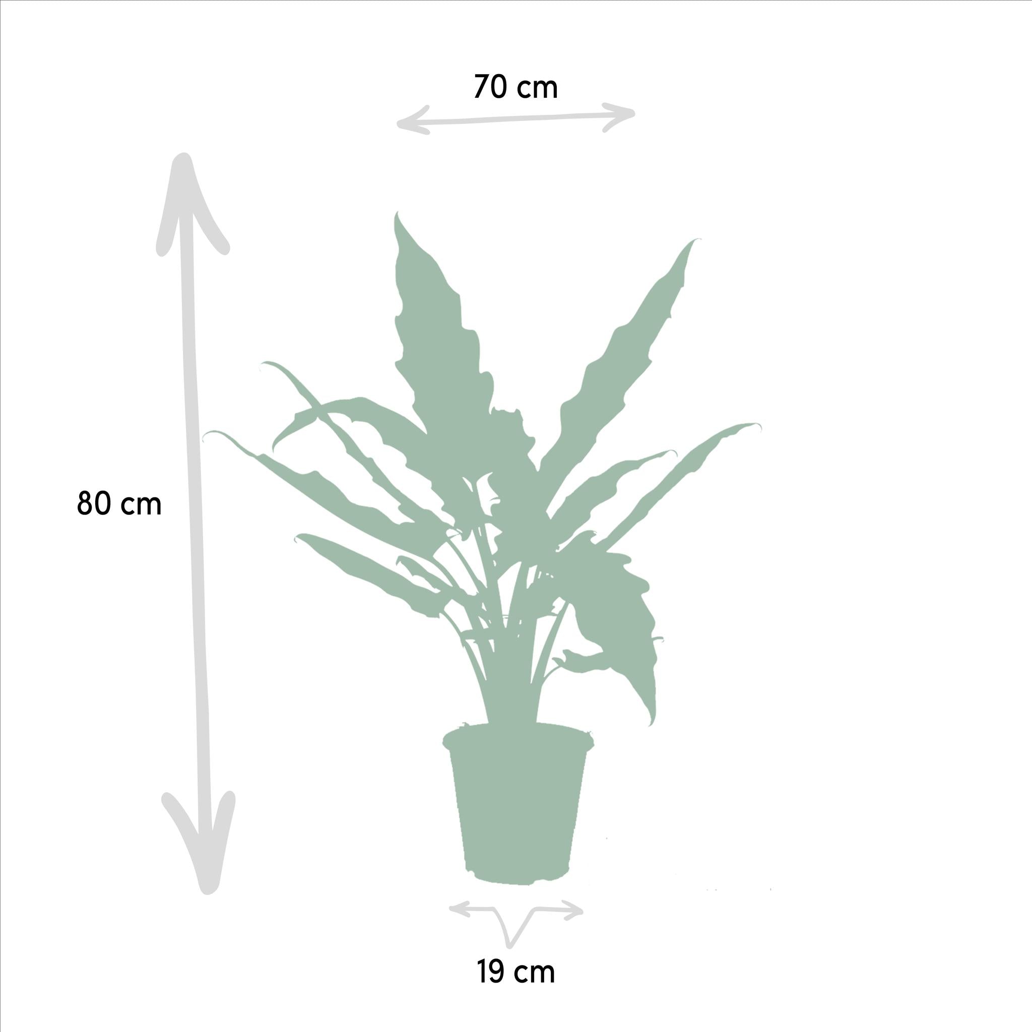 Alocasia Cucullata - ↨60cm - Ø19cm + Alocasia Lauterbachiana - ↨75cm - Ø19cm