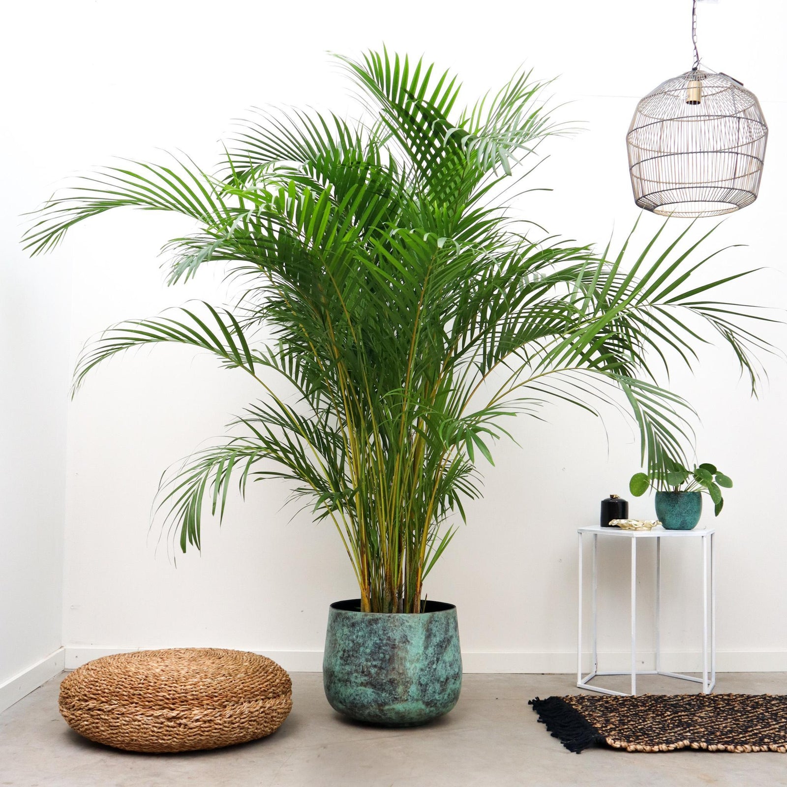 Dypsis Lutescens (Areca palm) - 250cm