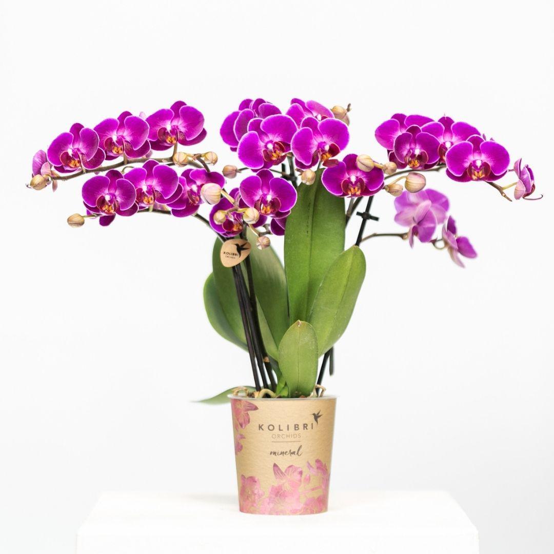 Kolibri Orchids | Paarse phalaenopsis orchidee - Morelia - potmaat Ø9cm | bloeiende kamerplant - vers van de kweker