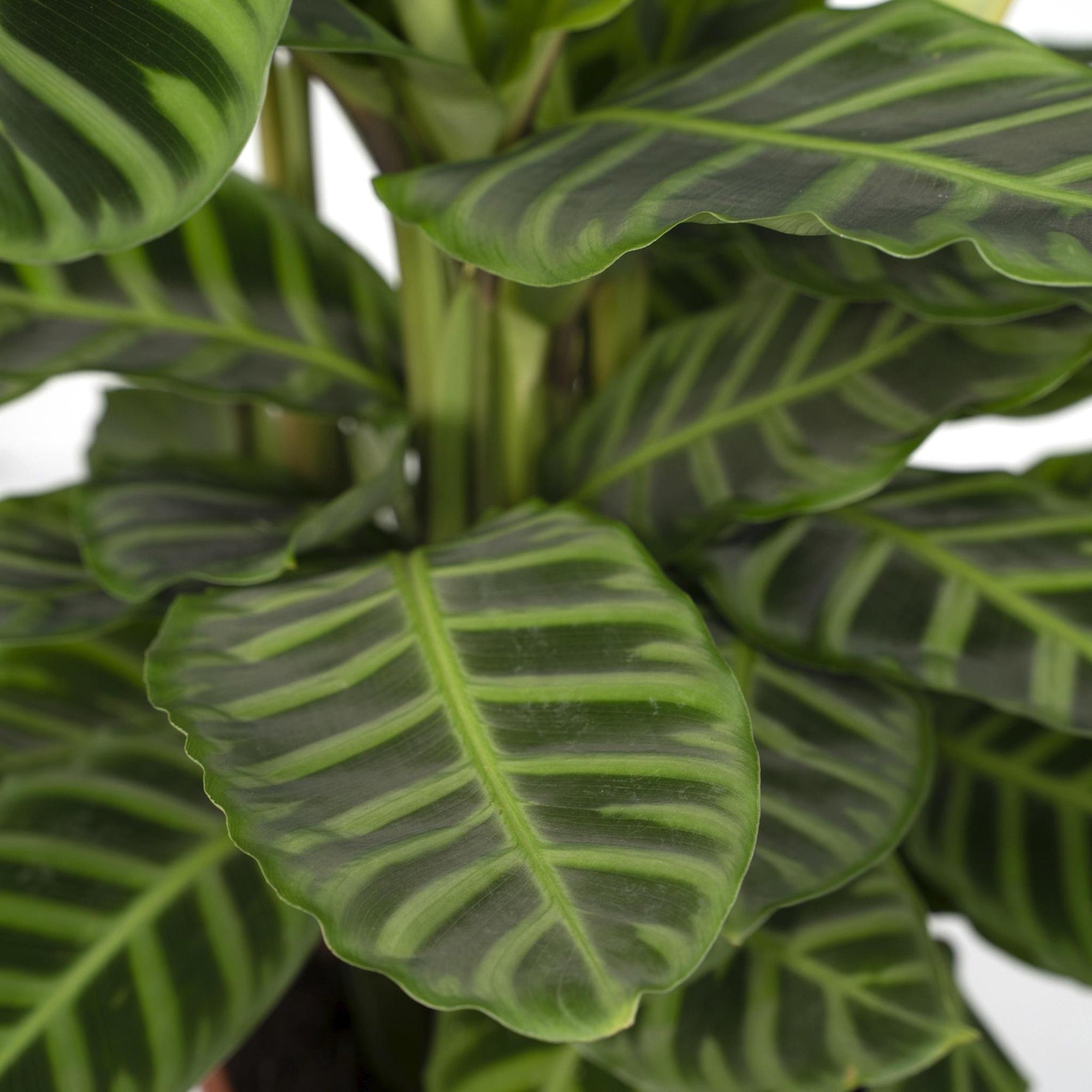 Calathea Zebrina - Pauwenplant - 80cm - Ø19