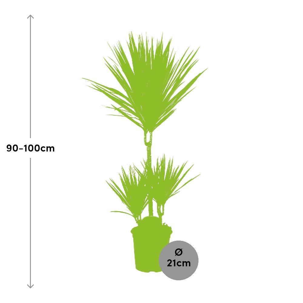 Ø21cm - ↕95cm