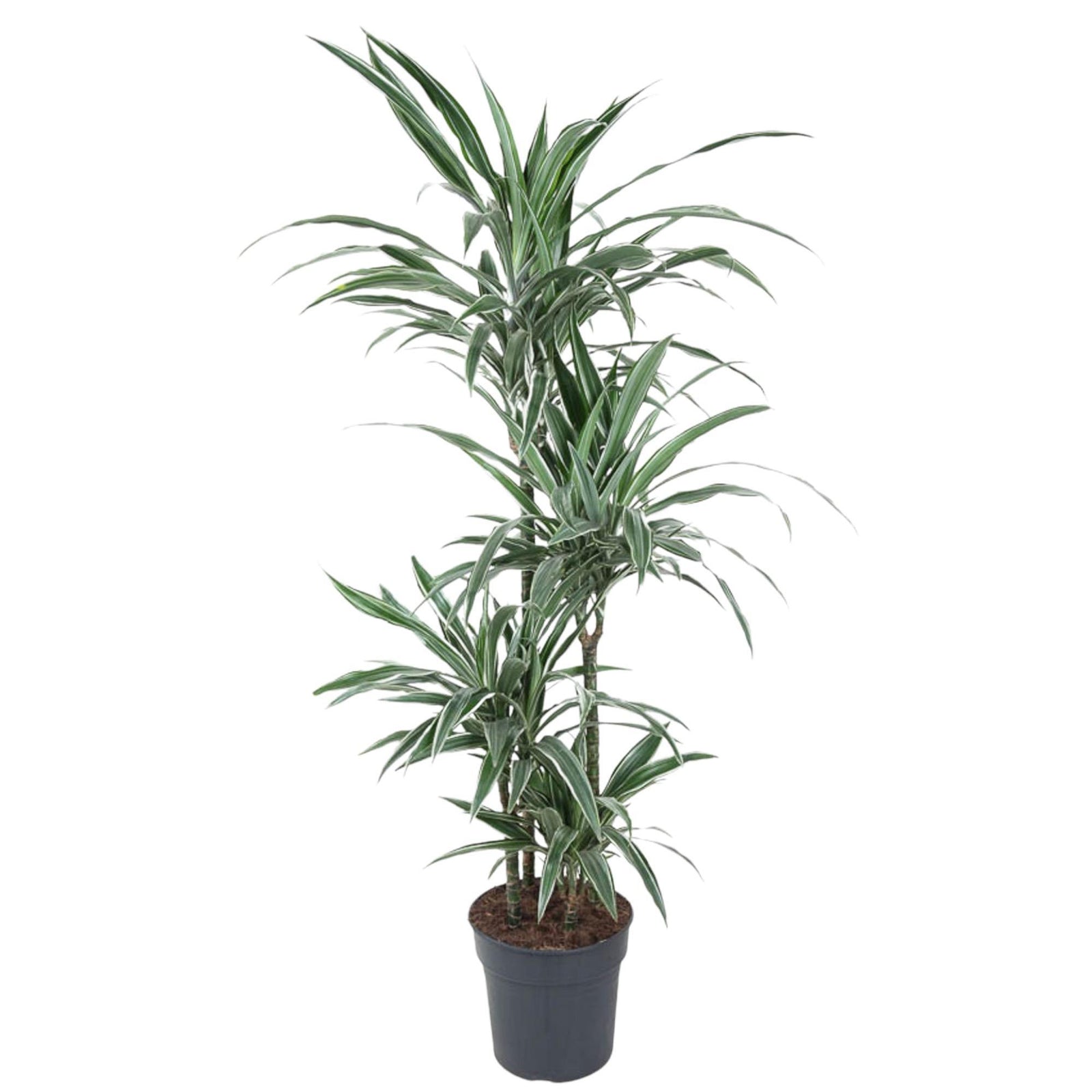 Dracaena Warneckei - 150 cm - ø24