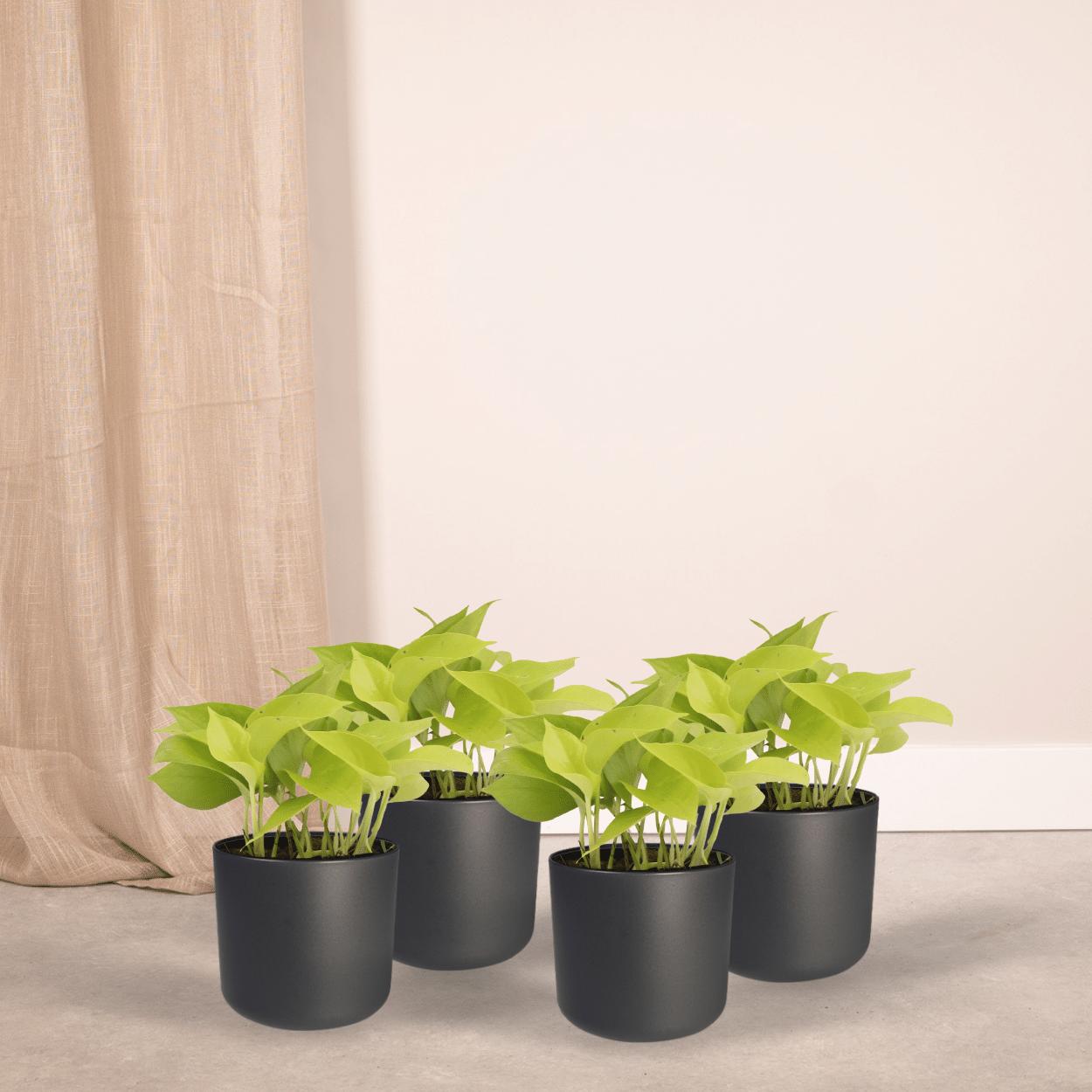 4x Epipremnum Golden Pothos  - Scindapsus - 15cm - ø12