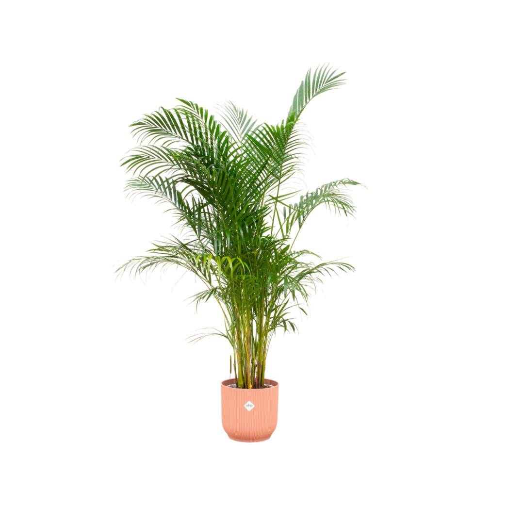 Combi deal - Areca palm inclusief elho Vibes Fold Round roze Ø30 - 160 cm