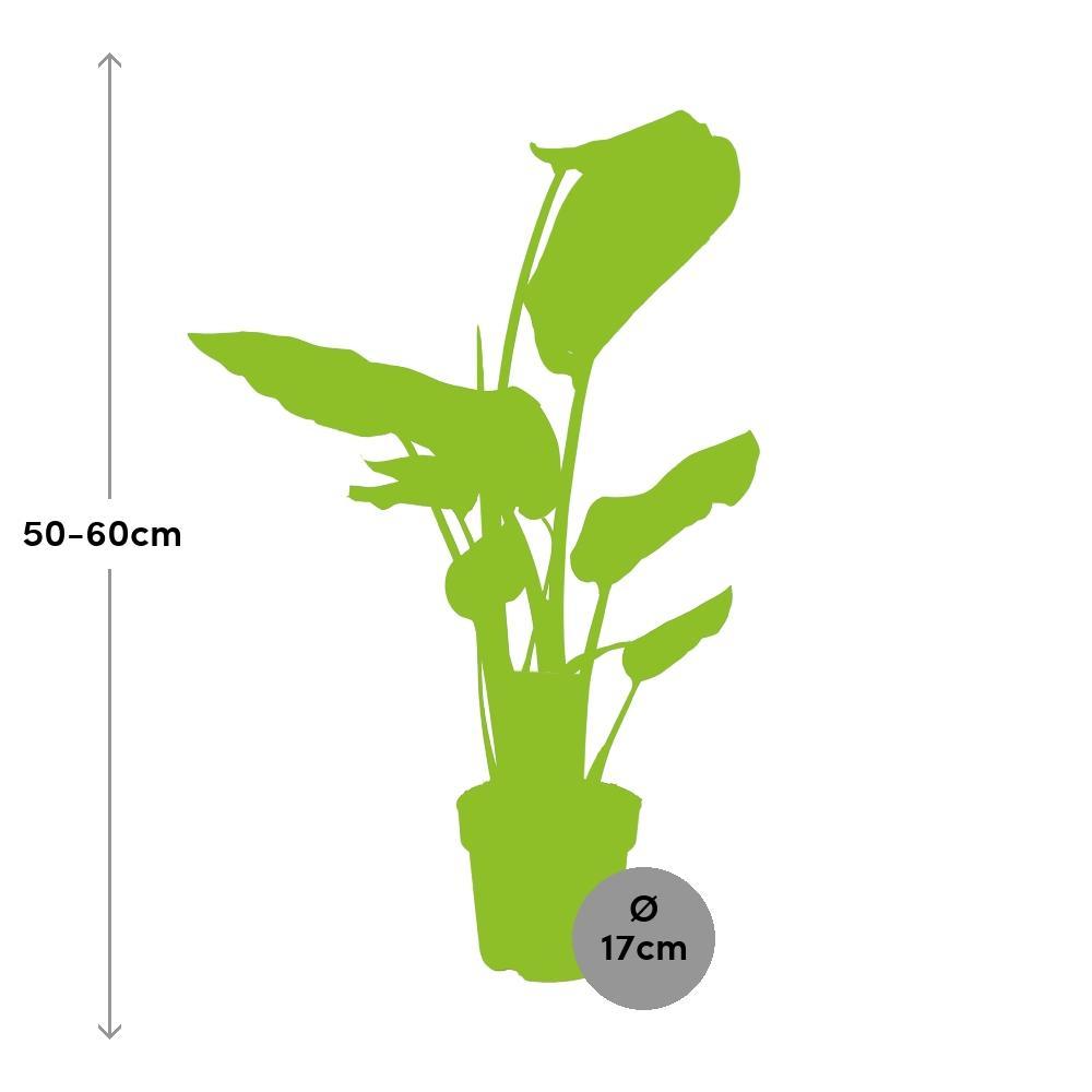 Ø17cm - ↕60cm