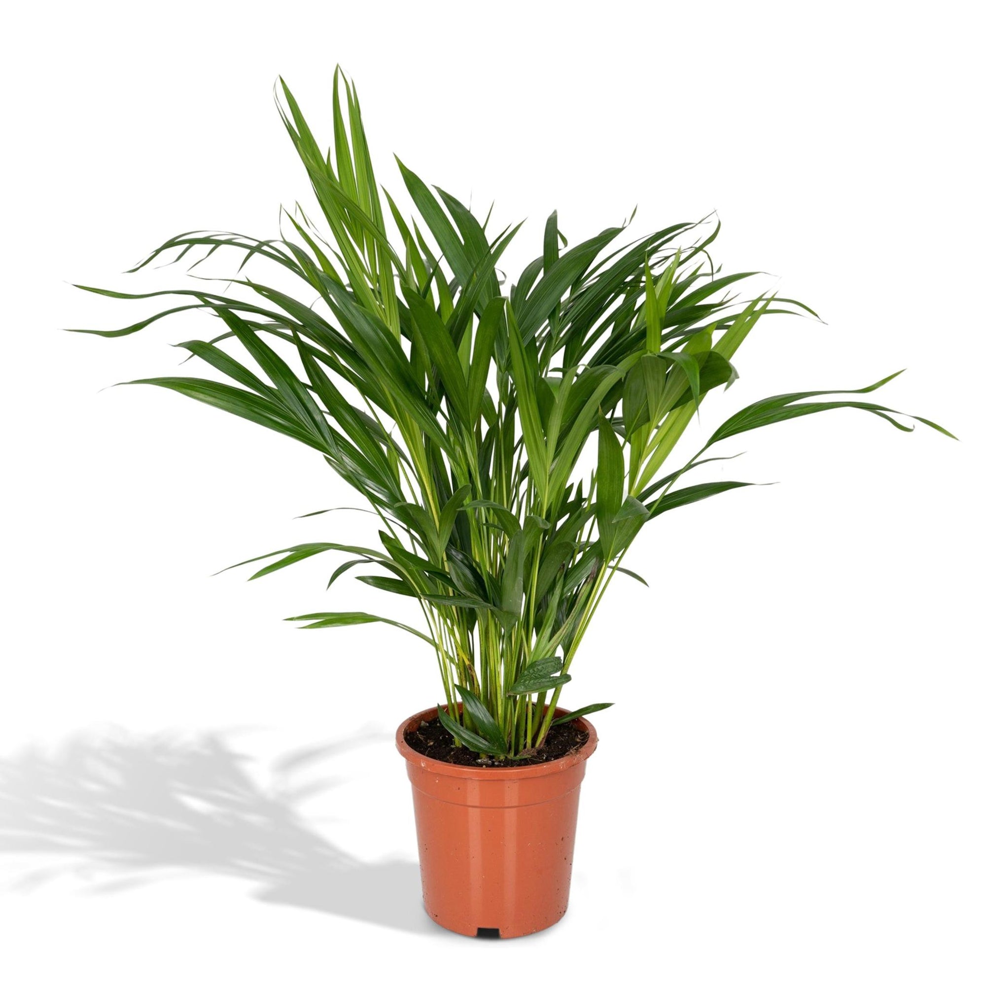 Dypsis Lutescens - Areca Palm - 60cm - Ø17