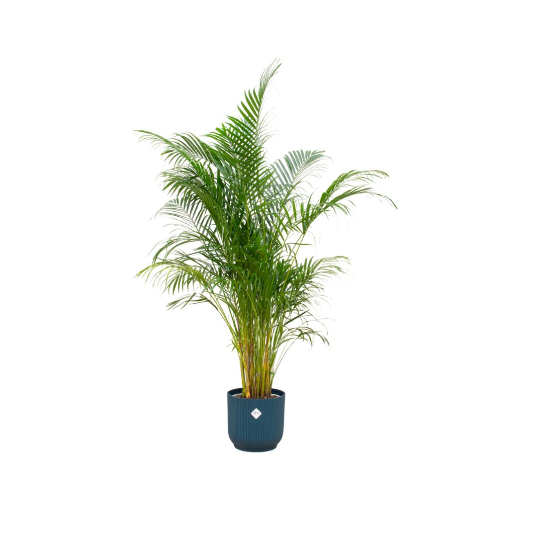 Combi deal - Areca palm inclusief elho Vibes Fold Round blauw Ø30 - 160 cm