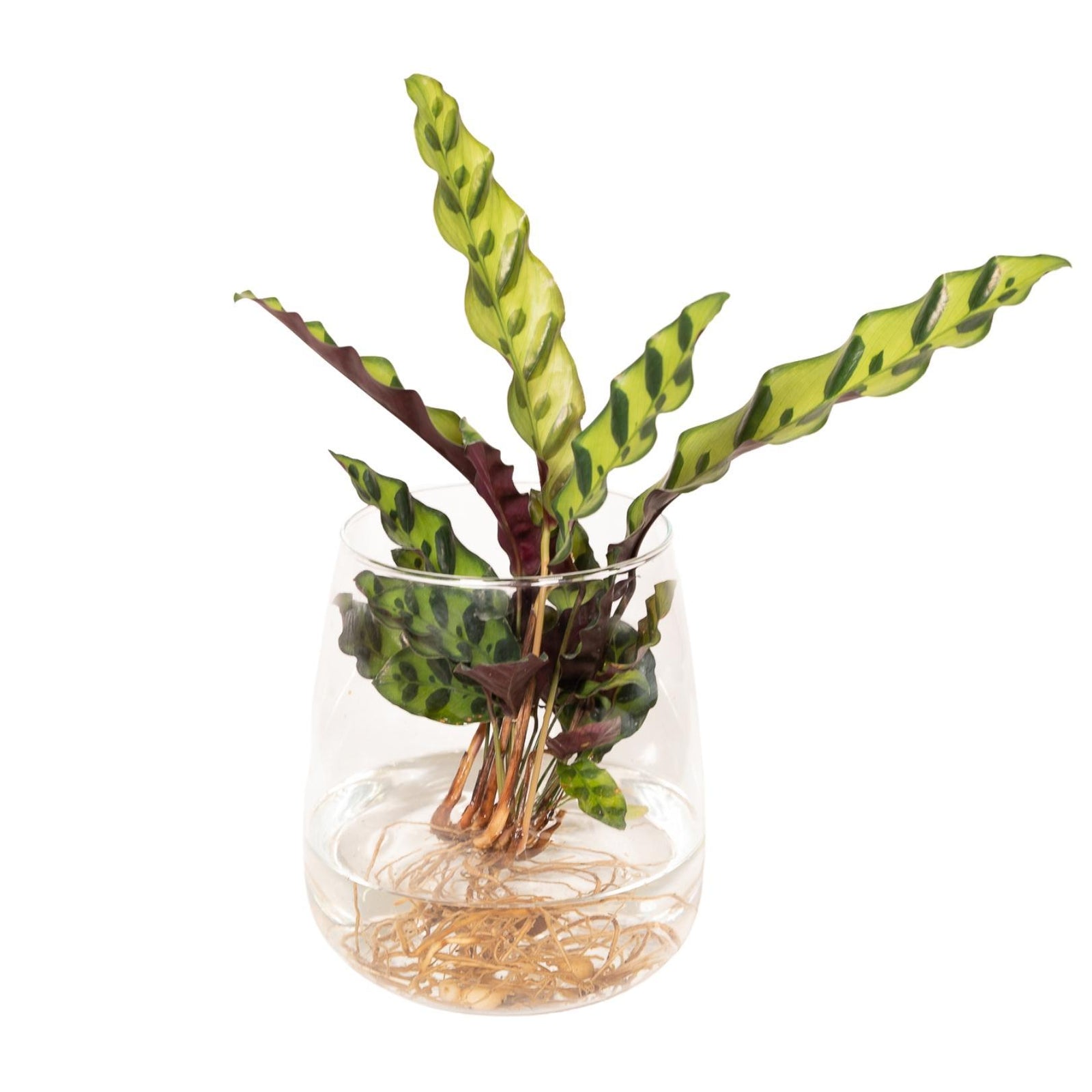 Calathea Insignis in Kingston glas - 30cm - ø4