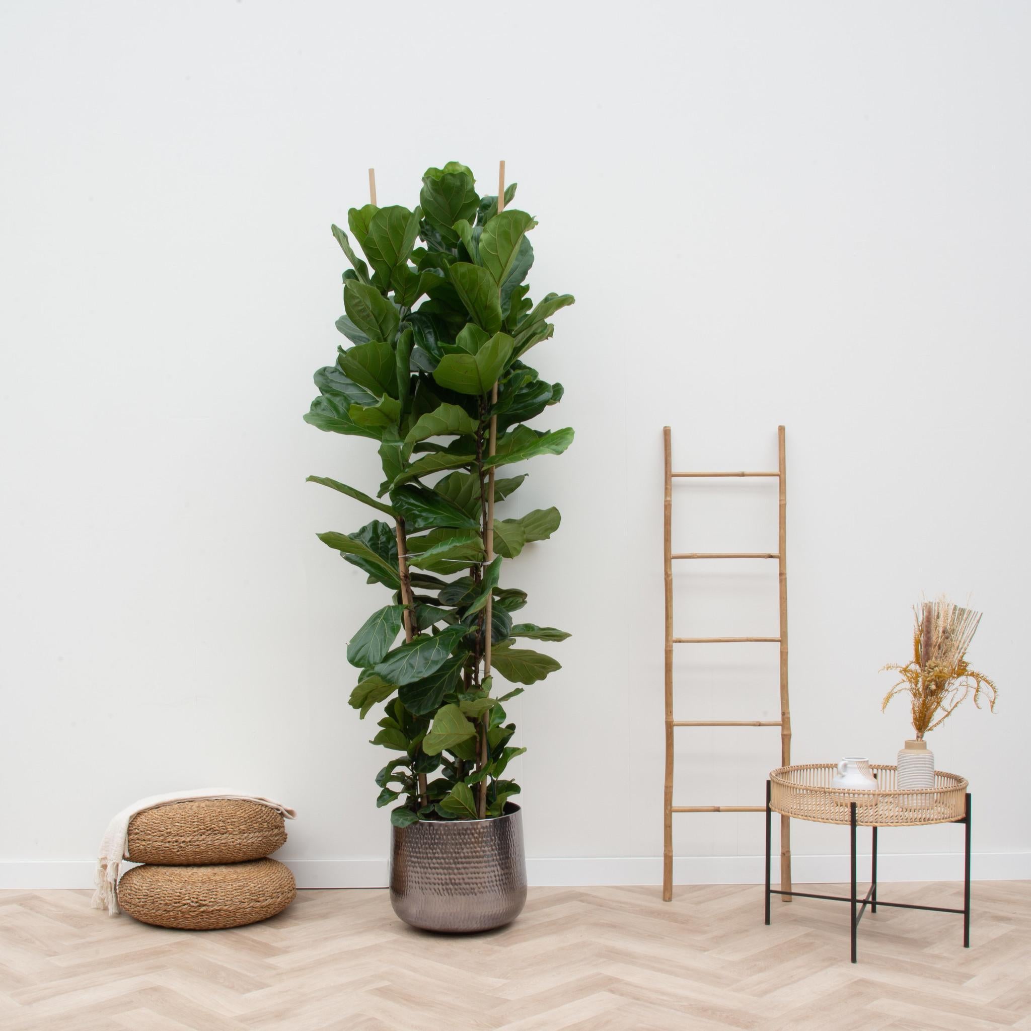 Ficus Lyrata struik XL - 230cm - ø40